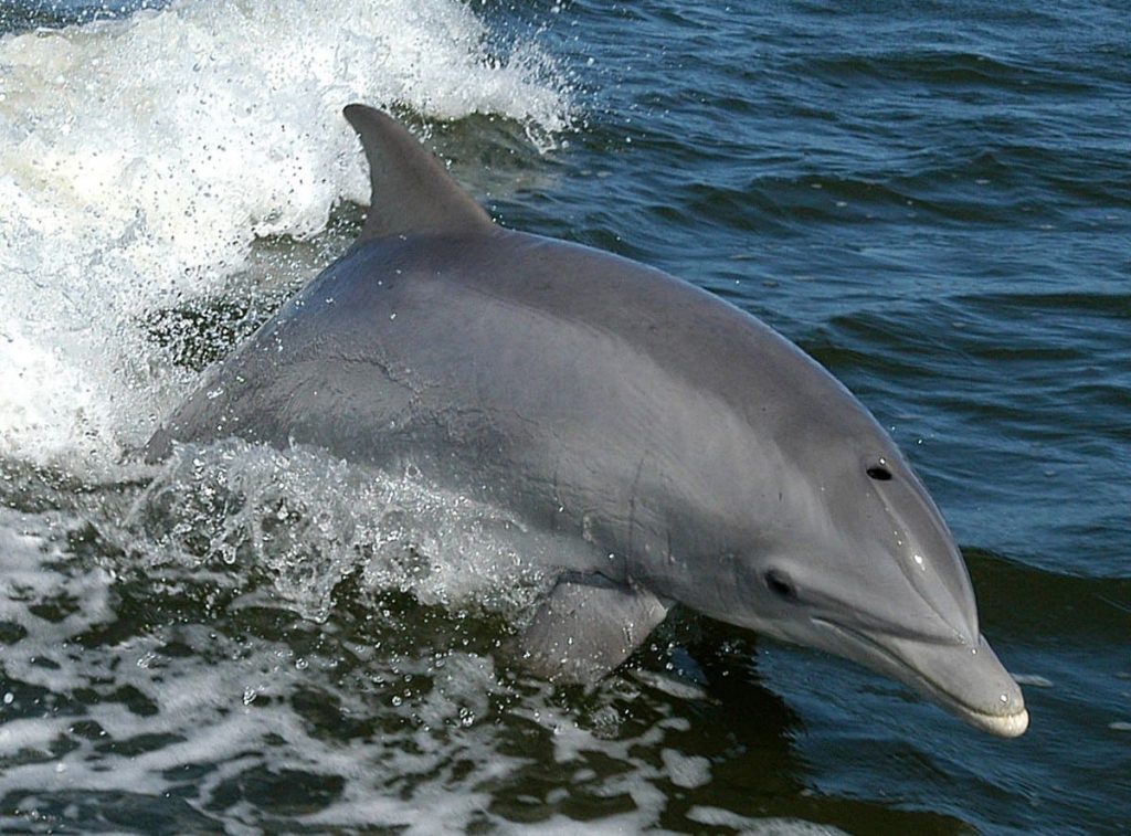 Common bottlenose dolphin