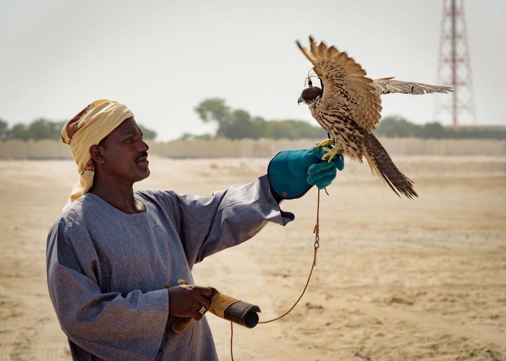 Desert Falcon