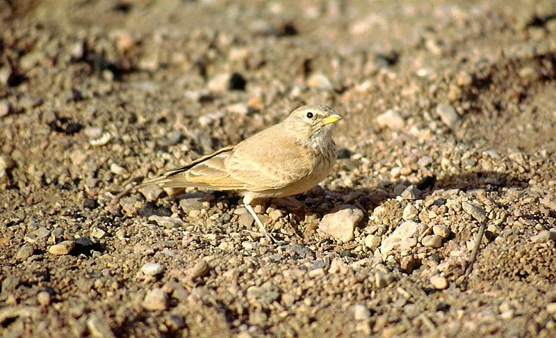 Desert Lark