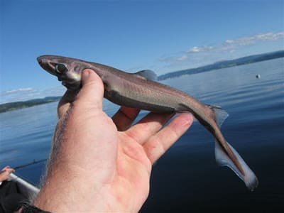 Dwarf lantern shark