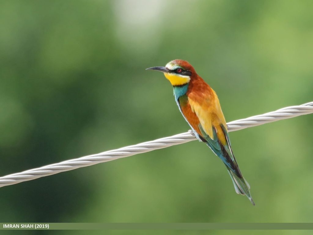 European bee-eater