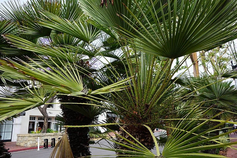 European fan palm