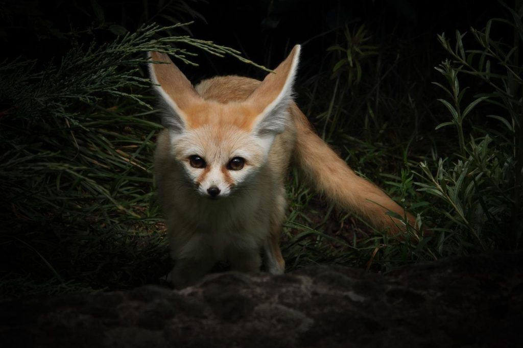 Fennec Fox