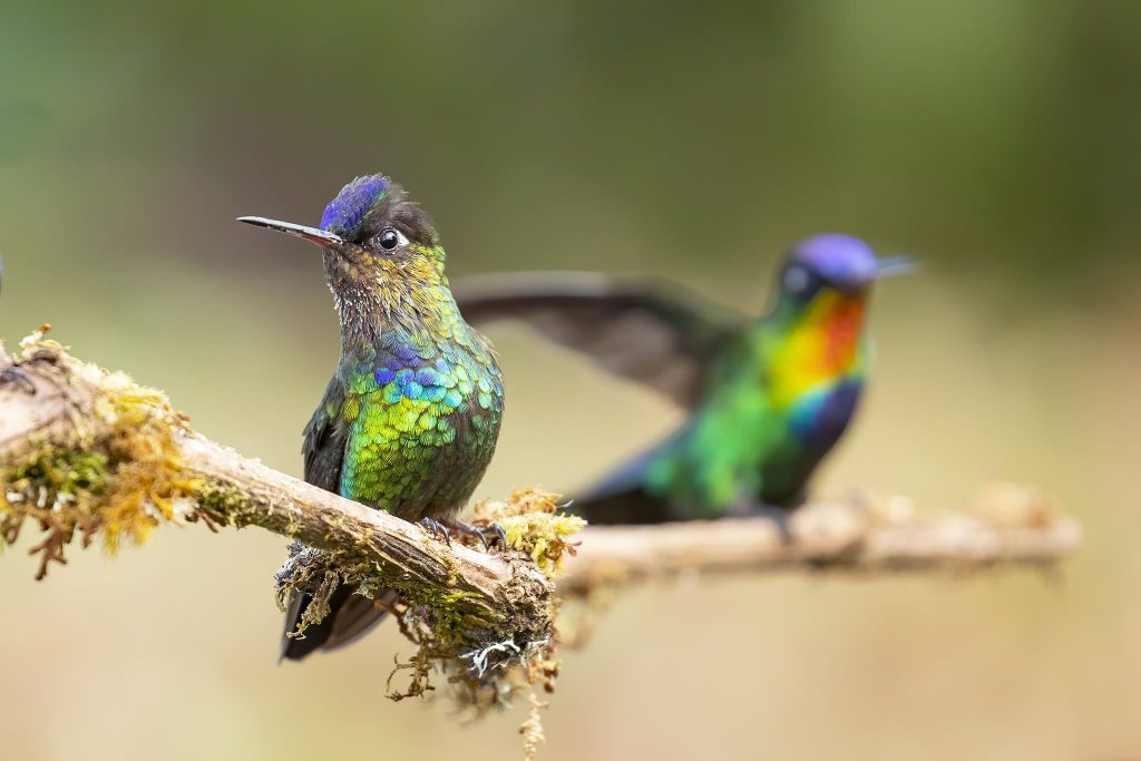 Fiery-throated Hummingbird