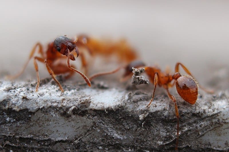 Fire Ant