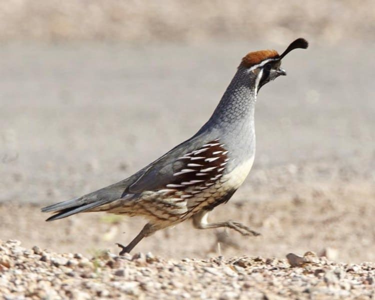 Gambel Quail