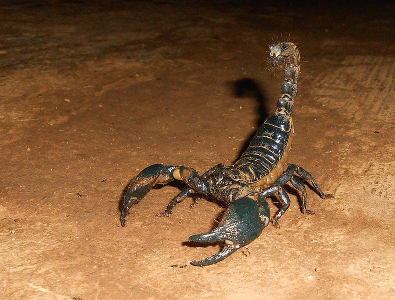 Giant forest scorpion