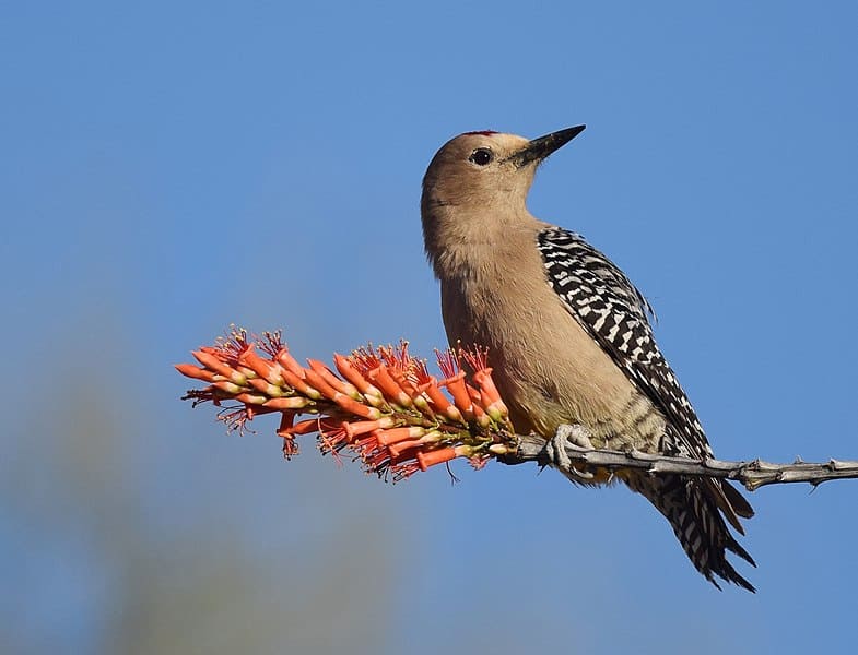 Gila Woodpecker