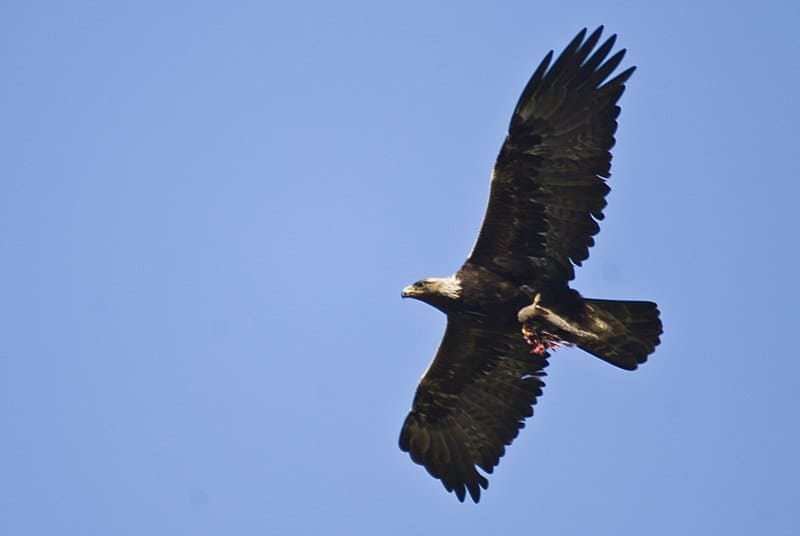 12 Largest Eagles in the World By Wingspan & Length - Red Rock Scenic ...