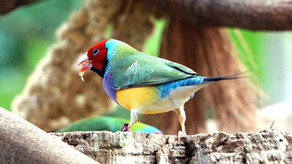 Gouldian Finch