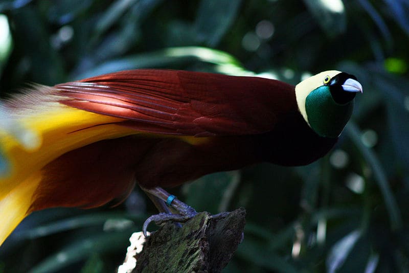 Great Bird of Paradise