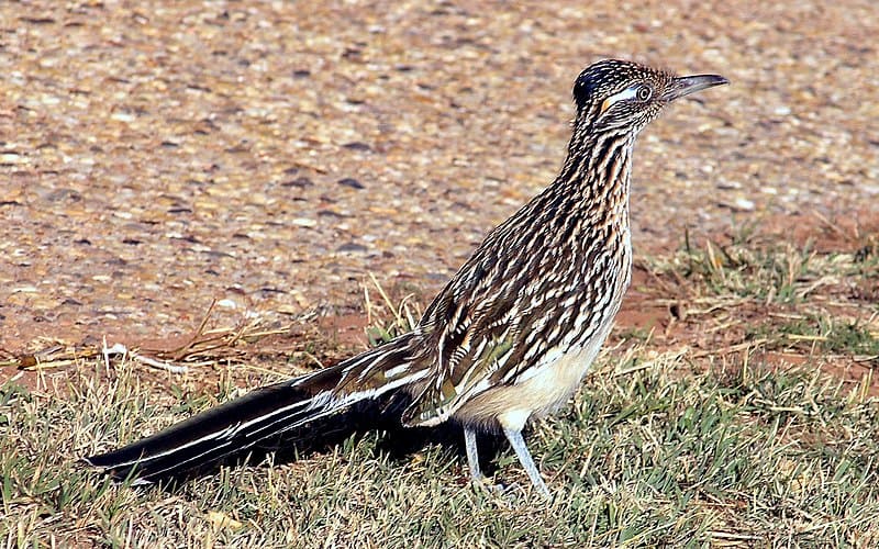 Greater roadrunner