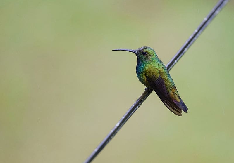 Green-Breasted Mango