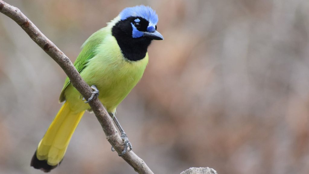 Green Jay