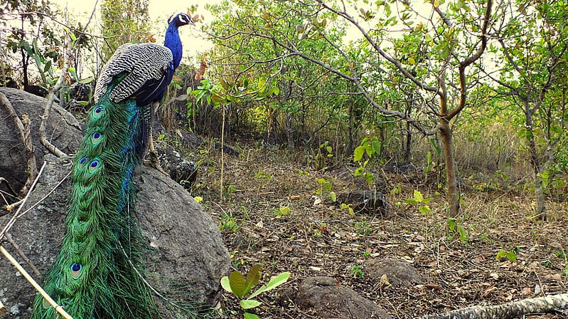 Indian Peafowl