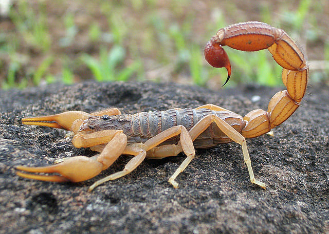 Top 10 Deadliest Scorpions In The World - Red Rock Scenic By Way