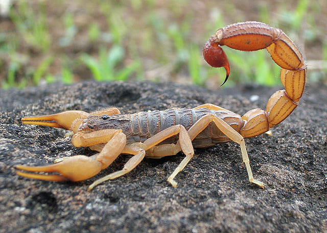 Indian red scorpion