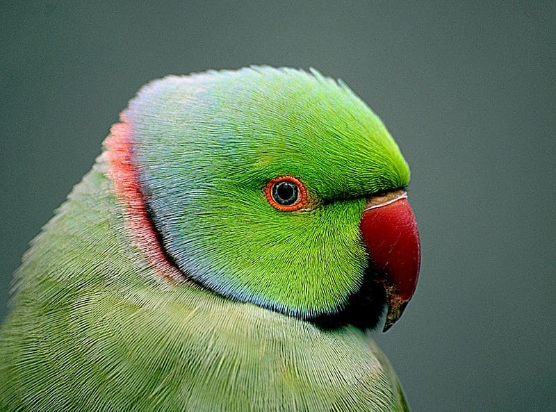 Indian ringneck Parakeet