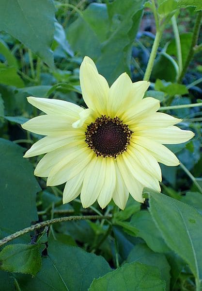 Italian White Sunflowers