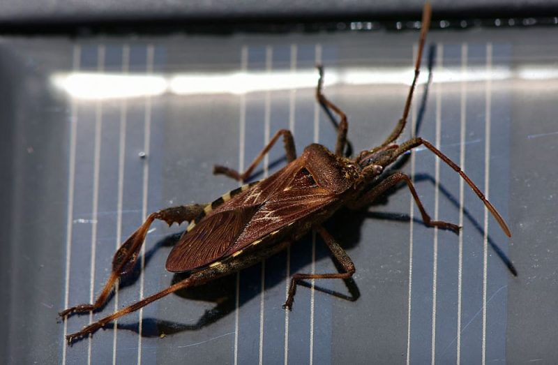 Kissing Bug