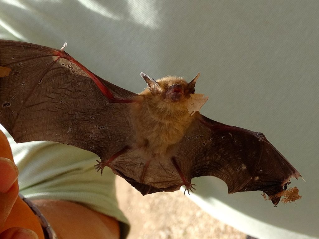 Kitti’s hog-nosed bat
