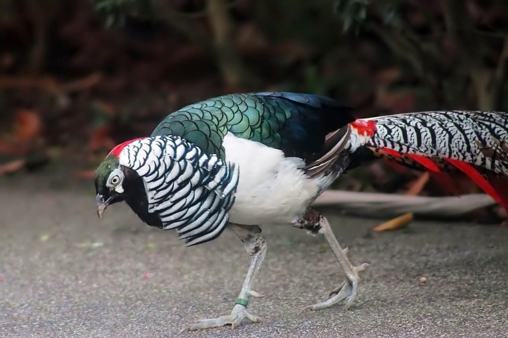 Lady Amherst’s Pheasant