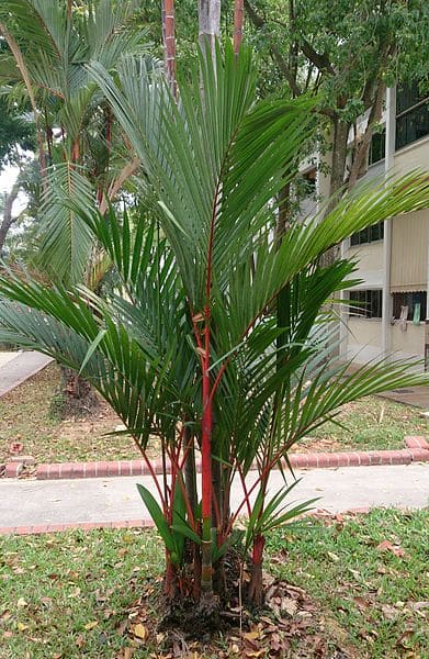 Lipstick palm