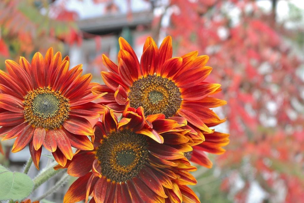 Little Becka sunflowers