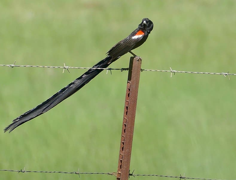 Long Tailed Widowbirds