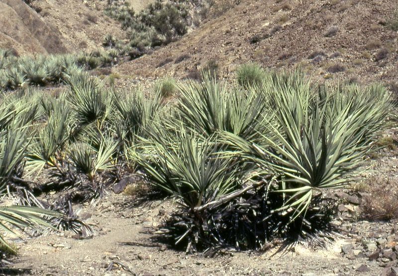 Mazari palm trees