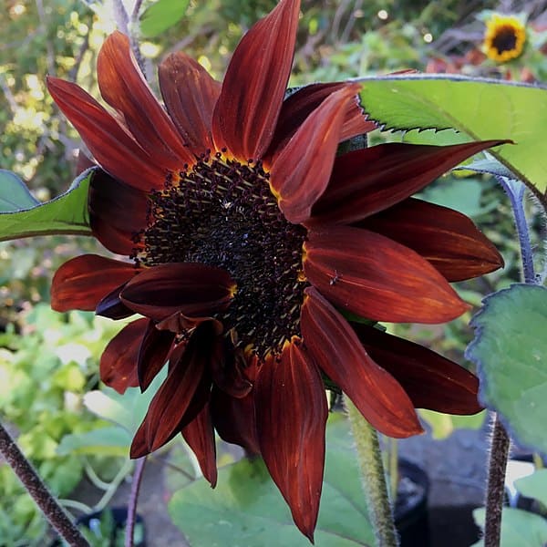 Moulin Rouge Sunflowers