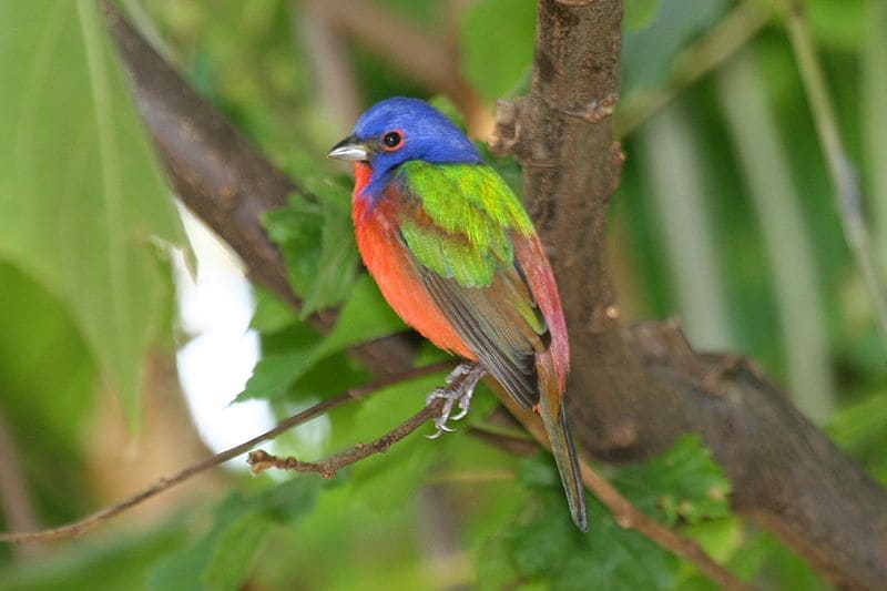 Painted Bunting