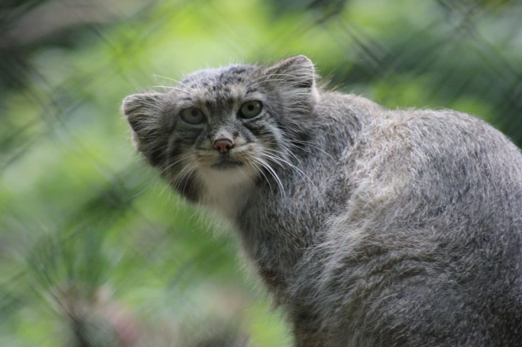 Pallas’s Cat