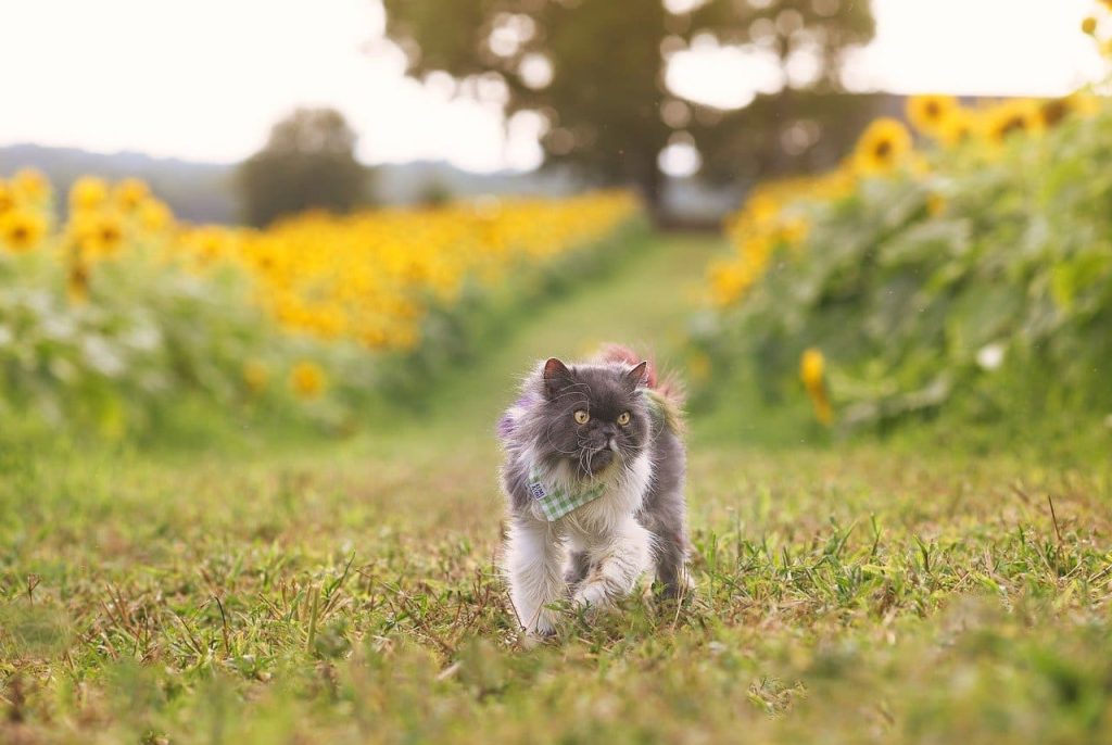 Persian Cat