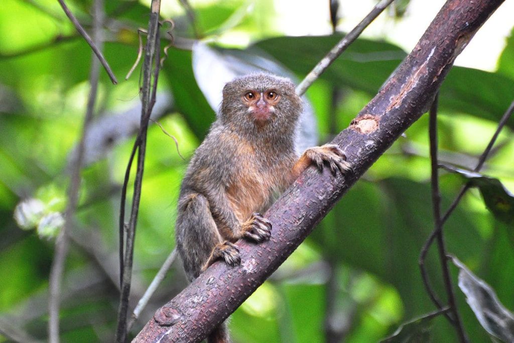 Pygmy marmoset