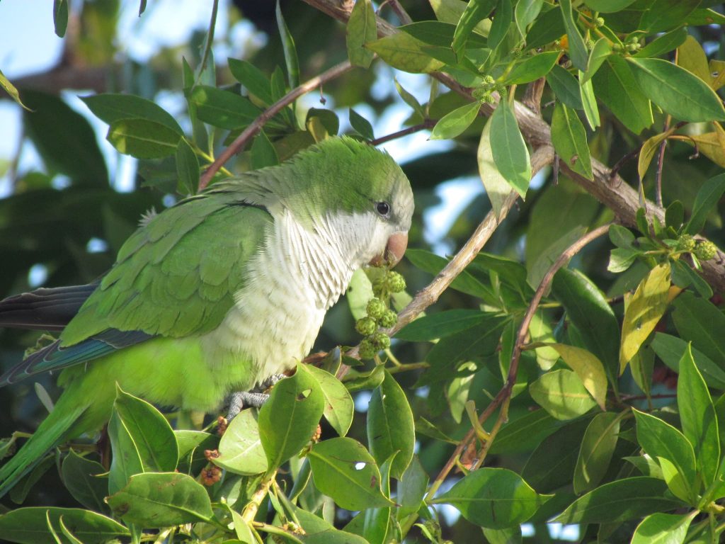 Quaker Parrot