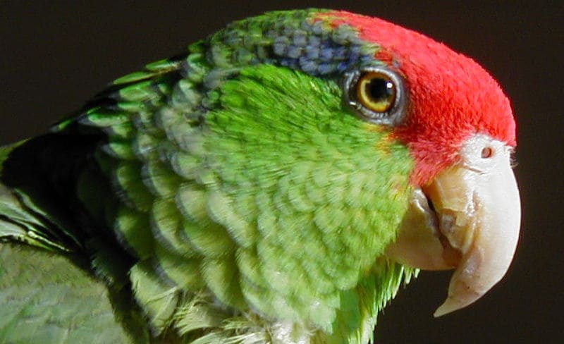 Red-Crowned Amazon