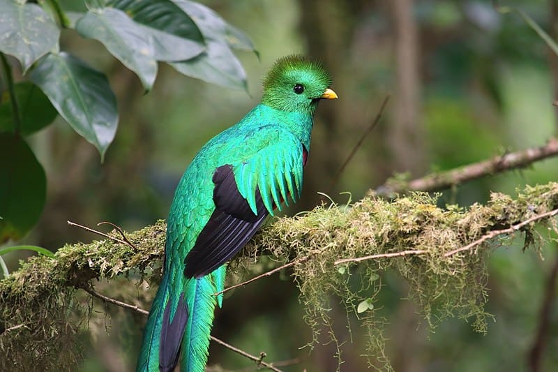 Resplendent Quetzal