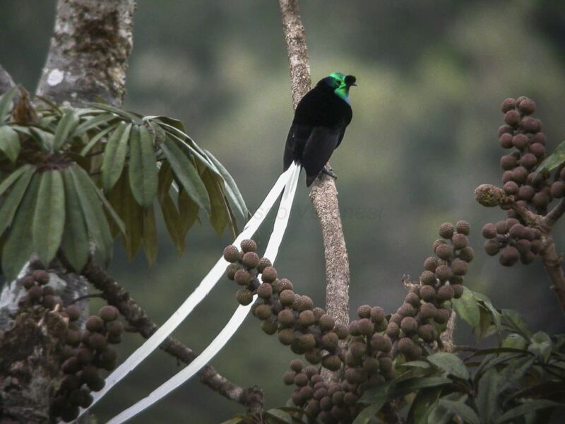 Ribbon Tailed Astrapia