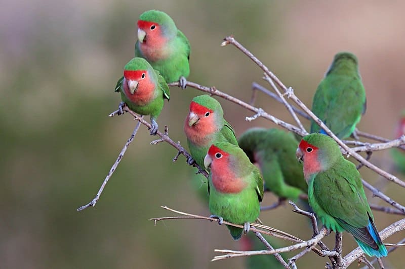 Rosy-Faced Lovebird