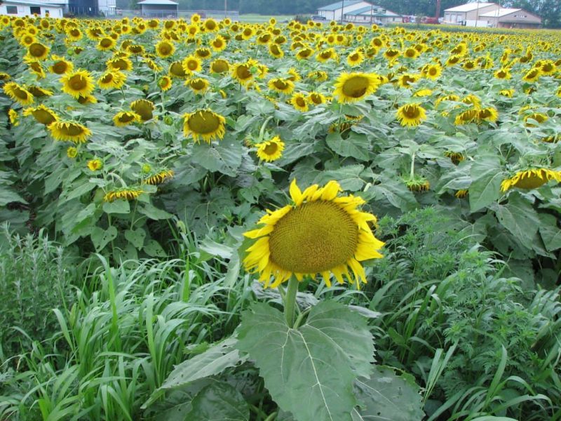 Russian Mammoth Sunflowers