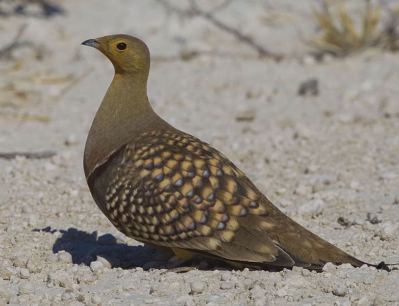 Sand Grouse