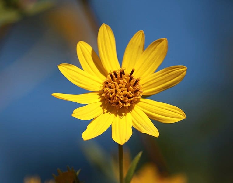 Schweinitz’s sunflowers