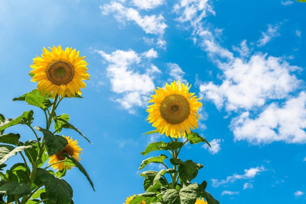 Skyscraper sunflower