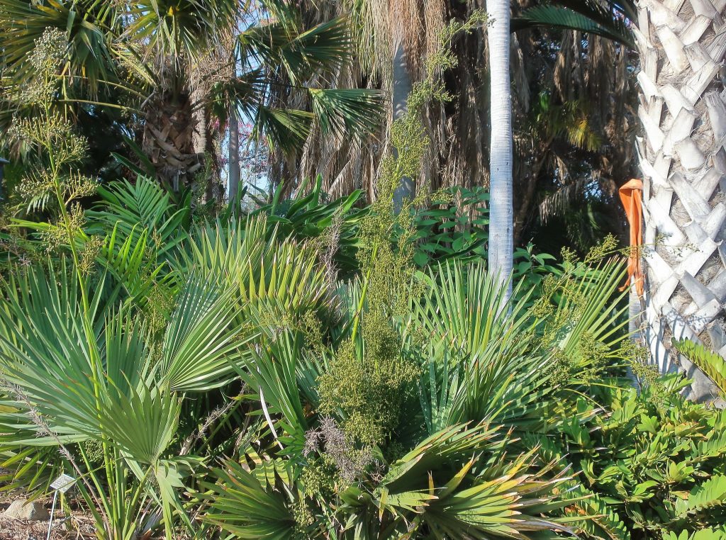 Sonoran Palmetto palm