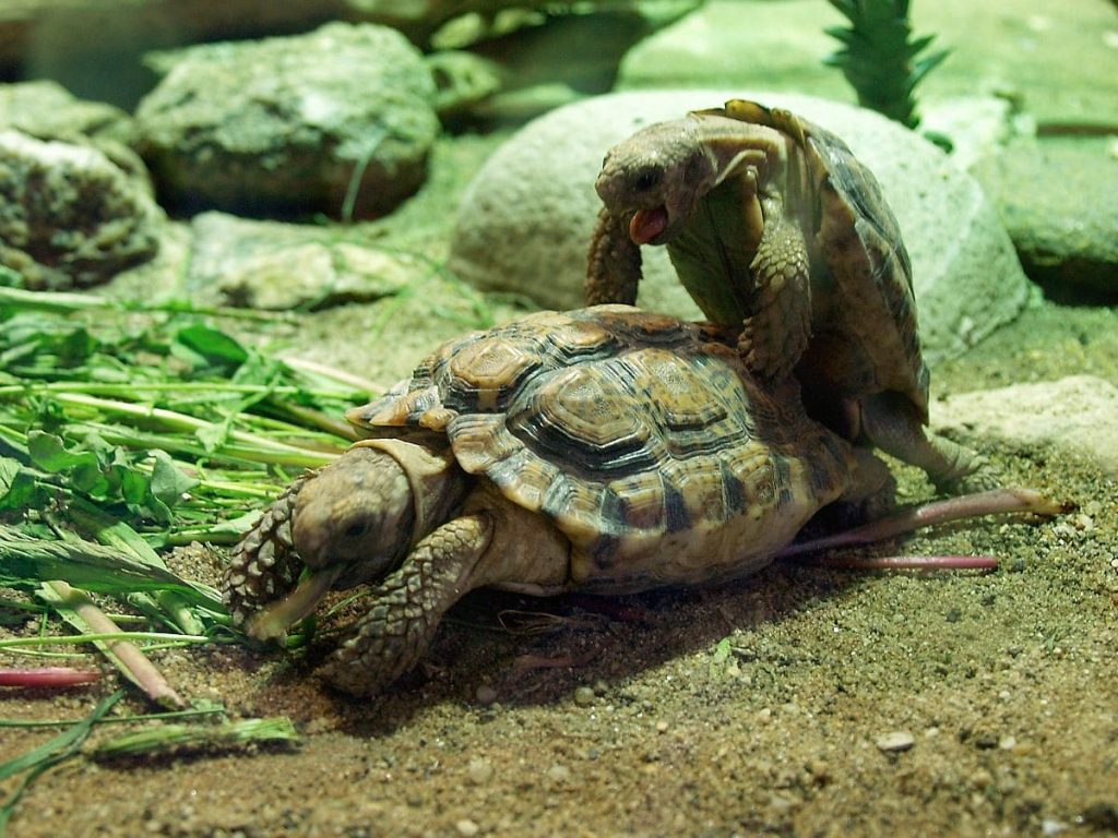 Speckled padloper tortoise