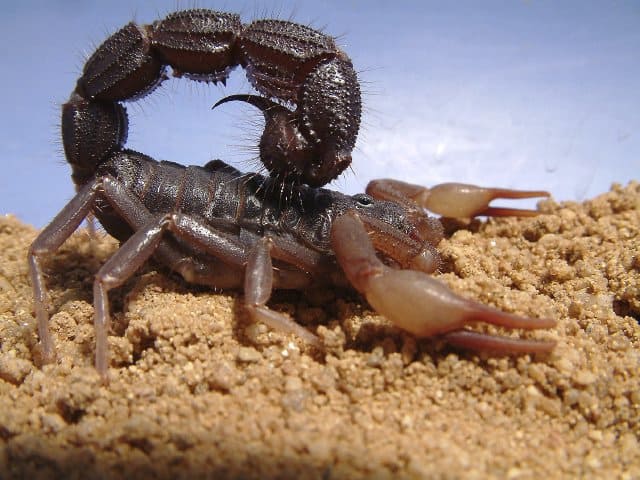Spitting Thick tail Black Scorpion