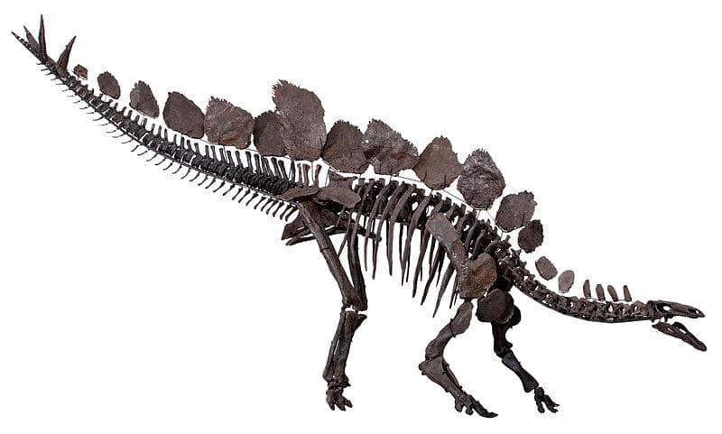 Stegosaurus Dinosaur