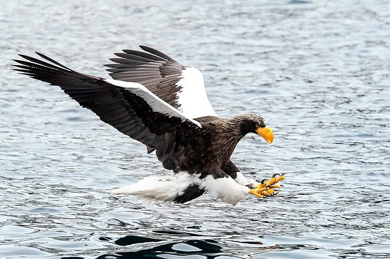 Stellar Sea Eagle