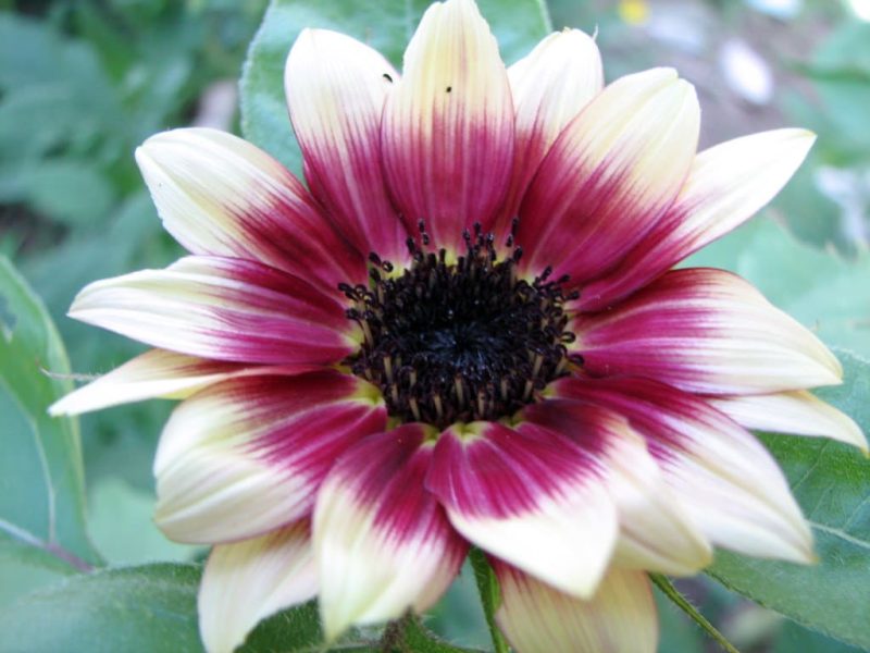 Strawberry blonde sunflowers